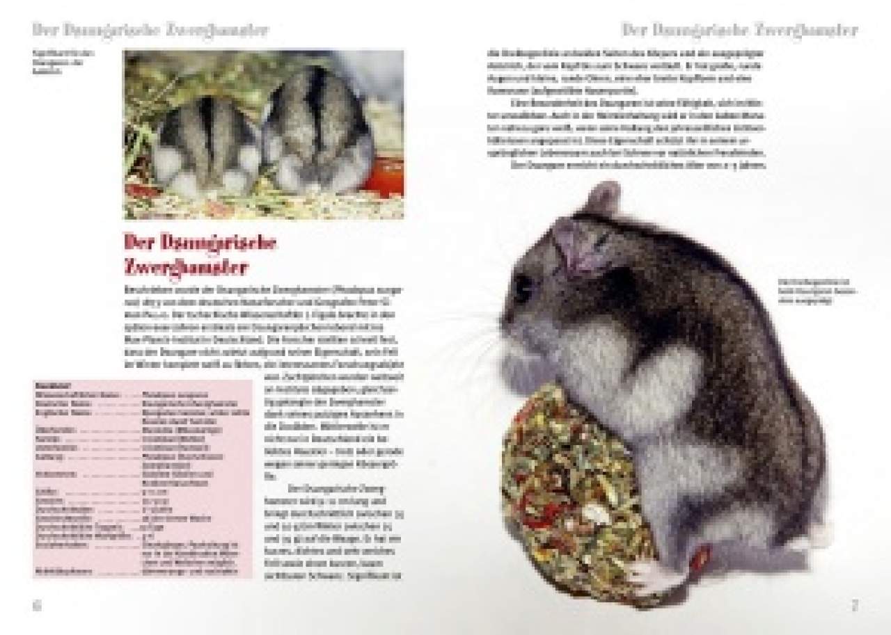 Der Dsungarische Zwerghamster